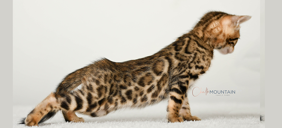 Bengal kitten for sale